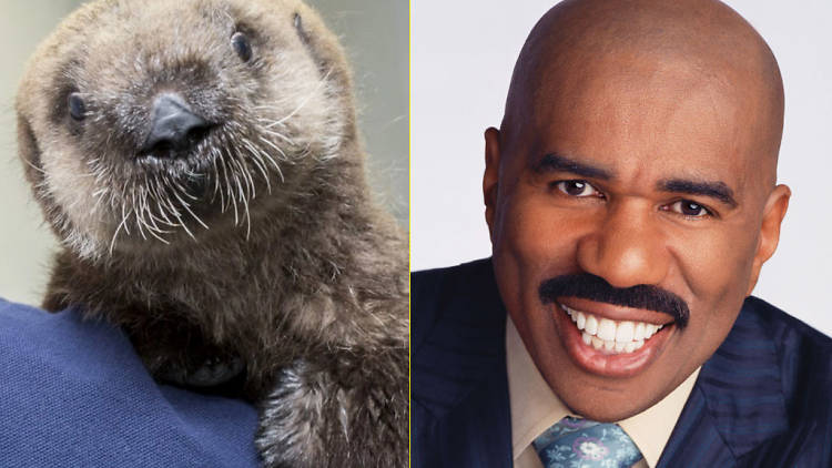 Entertainer: the baby otter at Shedd Aquarium vs. Steve Harvey