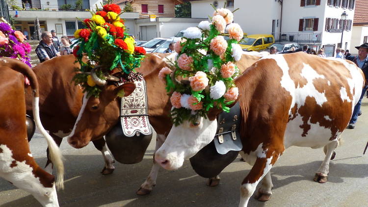 Cow festivals  