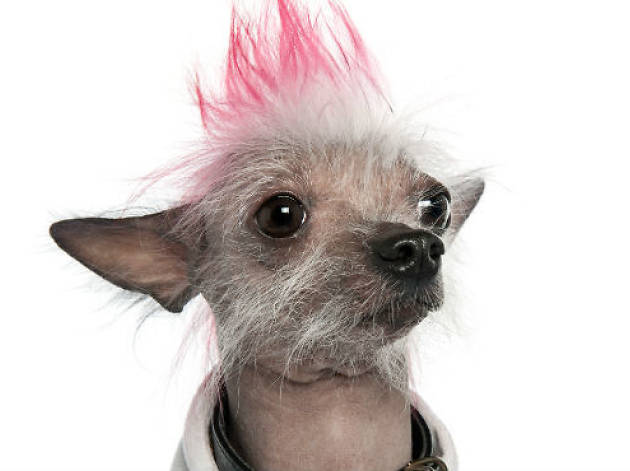 ROCK FOR PETS ROCK FOR PETS