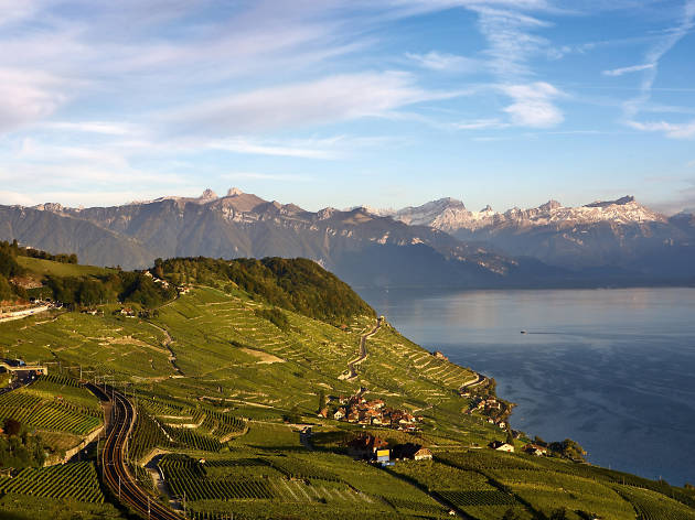 lausanne, vineyards of lavaux lausanne, vineyards of lavaux