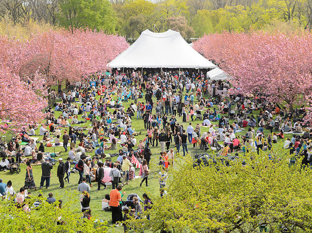 Photos Sakura Matsuri At Brooklyn Botanic Garden