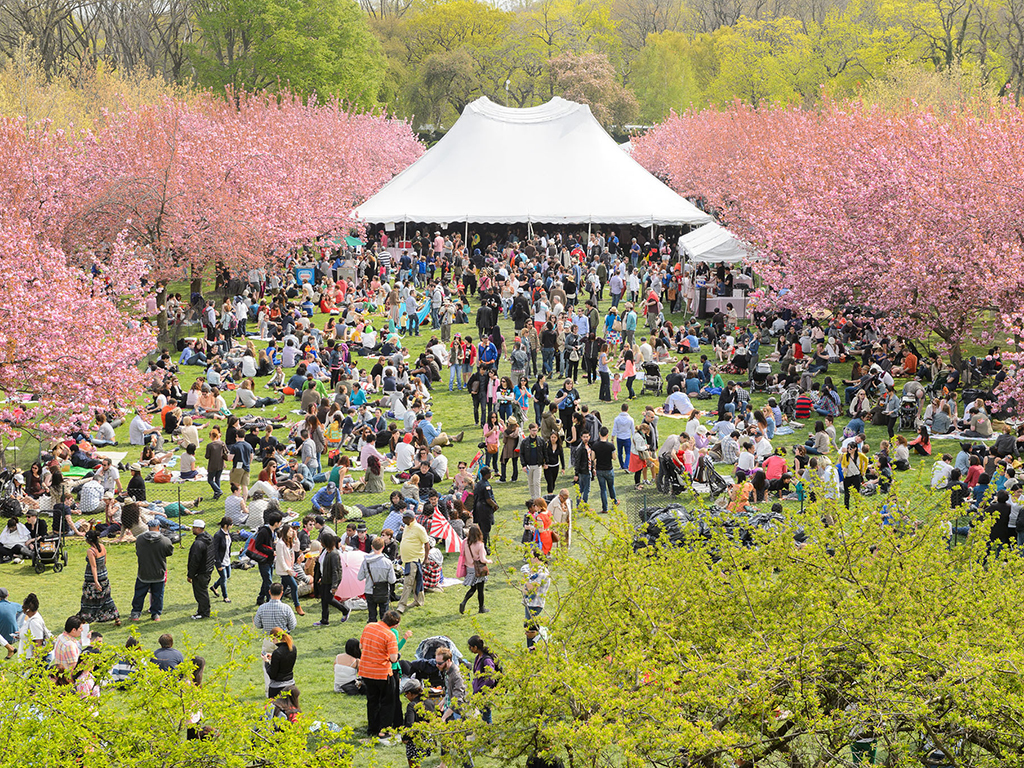 Cherry Blossom Season is Here!