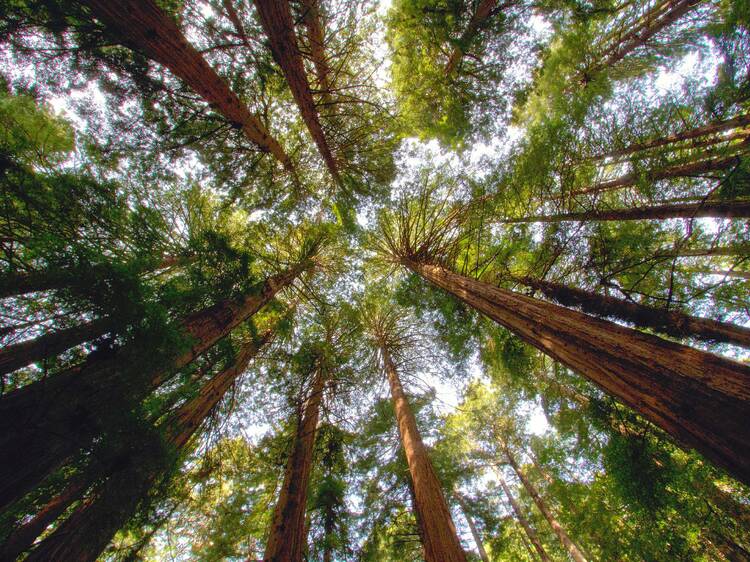 Descobrint l’Arborètum de Sequoies