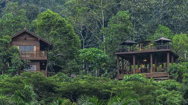 templer park rainforest retreat