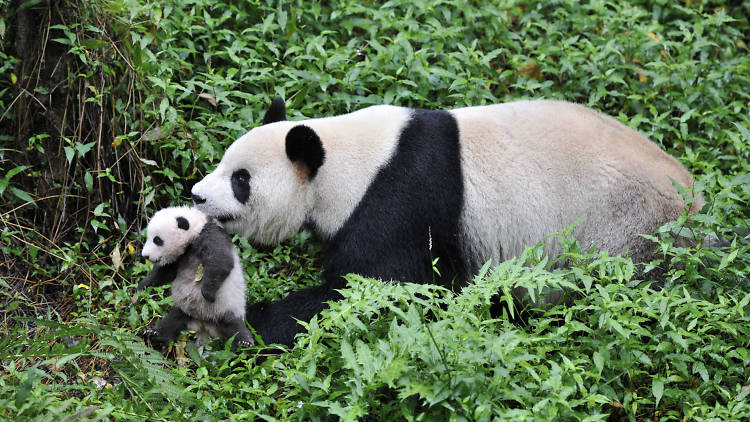 Pandas. De regreso a casa 3D.