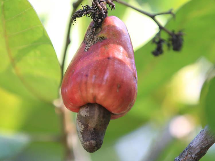 Cashew Apple