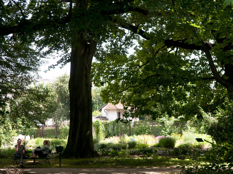 See the leaves change colour at the Botanical Gardens