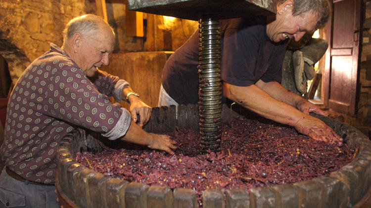 Making wine at Konoba Tomić, Gornji Humac