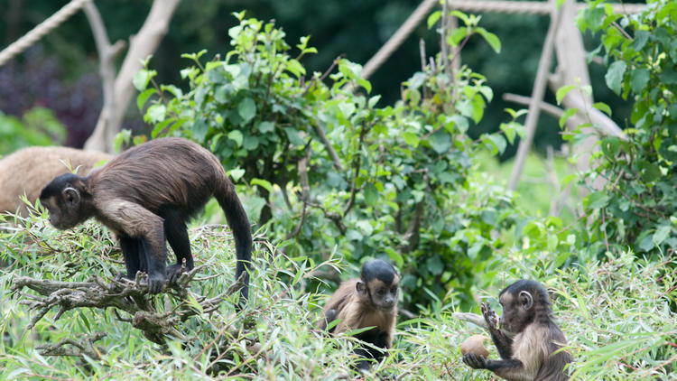 Maksimir Zoo