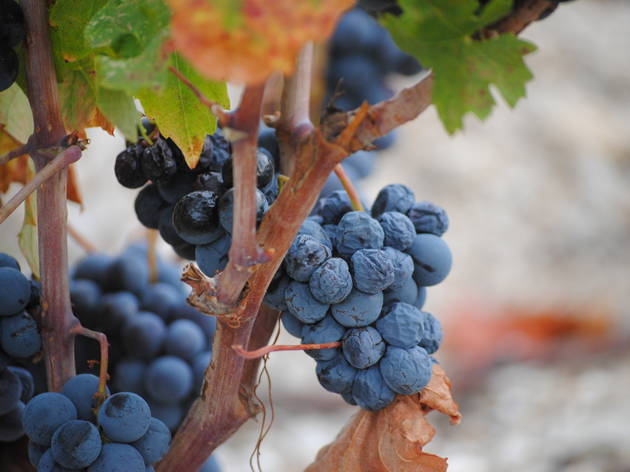 Miloš Pelješac vineyard Miloš Pelješac vineyard