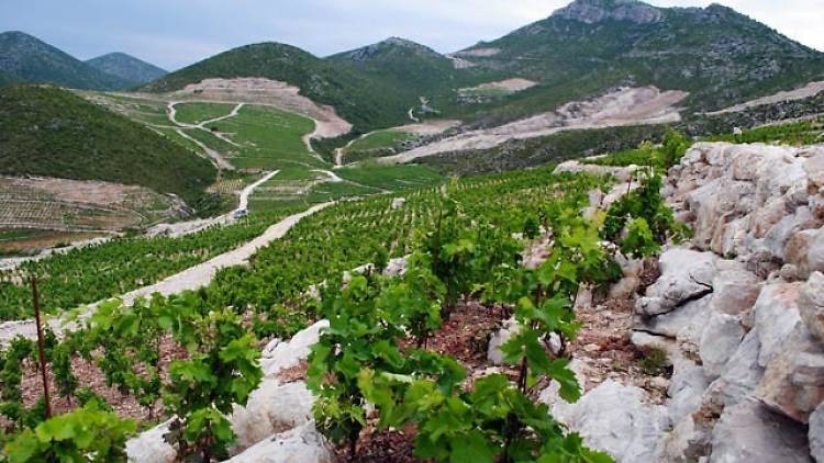 milos winery, wineries, Peljesac Peninsula, Korcula and Peljesac, croatia