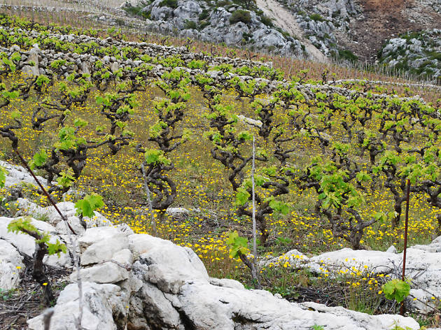 Milos Winery milos winery, wineries, Peljesac Peninsula, Korcula and Peljesac, croatia