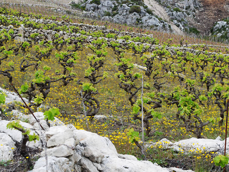Dalmatia's wine trail