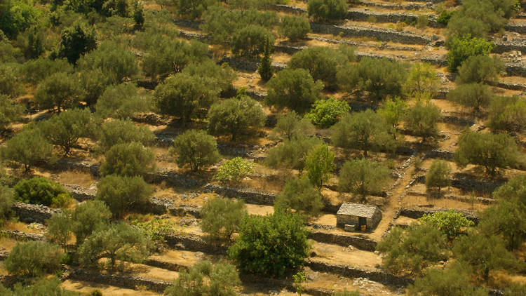 The olive harvest break