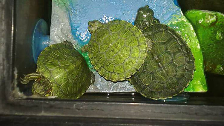 Tortugas (Foto: Cortesía Óscar Chávez)