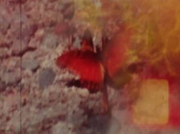 Transeünts de viaranys, boscos i somnis Transeünts de viaranys, boscos i somnis