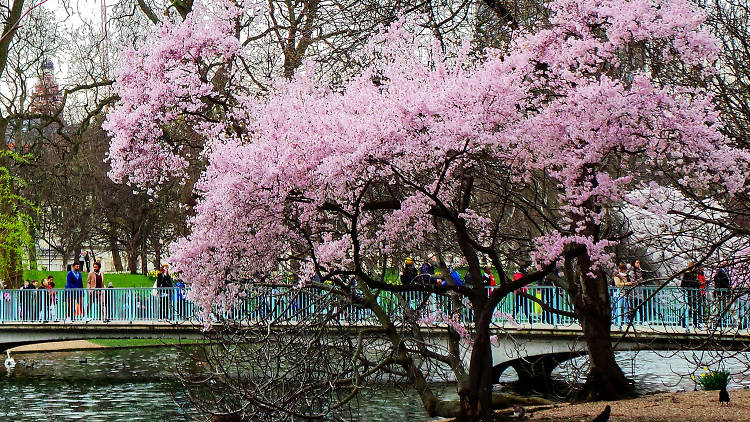 Blossom at St James's Park