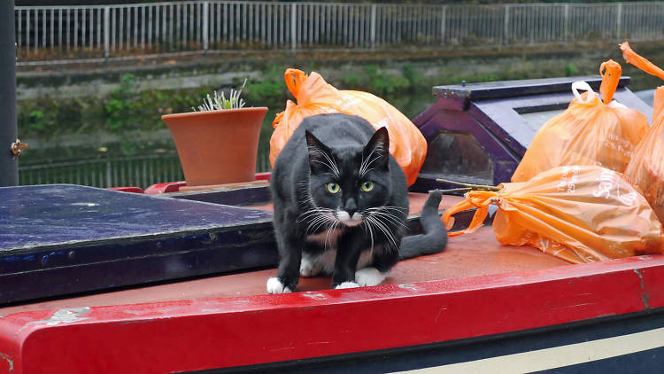 Boat cat