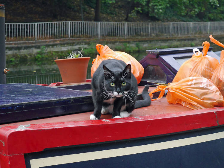 Boat cat