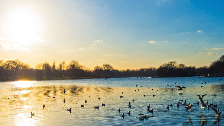 Hyde Park pond