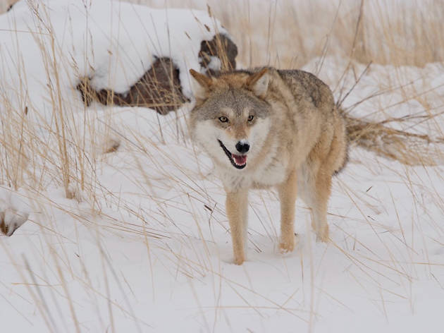 El último lobo (Wolf Totem) El último lobo (Wolf Totem)
