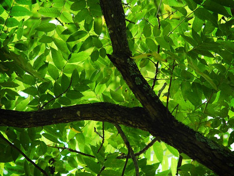 Le Jardin Sauvage Saint-Vincent