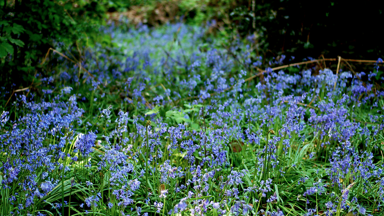 Winterbourne Botanical Gardens