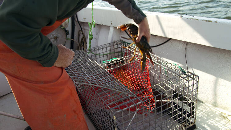 Boston Lobster Tours