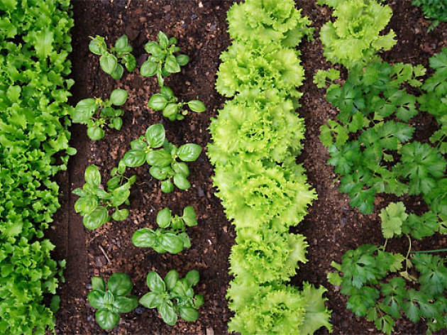 Agricultura ecològica Agricultura ecològica