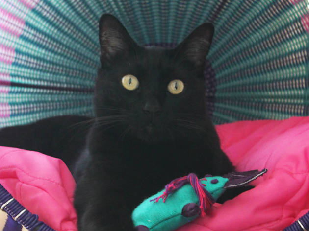Corazón de gato Corazón de gato