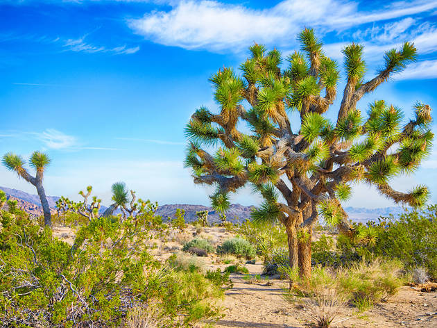 commercial air new zealand joshua tree walking trails Joshua Tree National Park