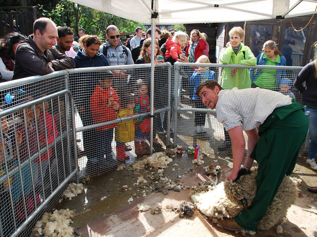 Surrey Docks Farm Spring Fair Sheep shearing at Surrey Docks Farm