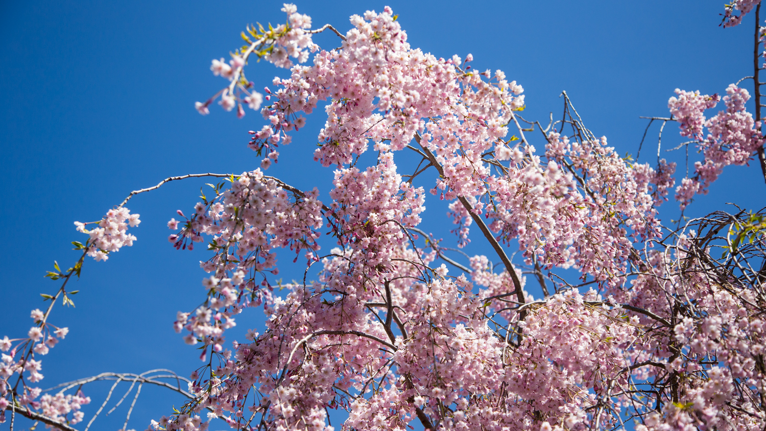 Photos from the 2015 Sakura Matsuri Cherry Blossom Festival in NYC