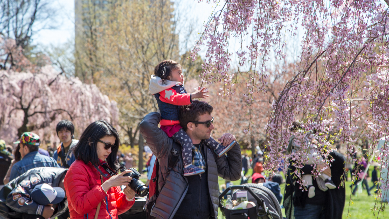 Photos from the 2015 Sakura Matsuri Cherry Blossom Festival in NYC