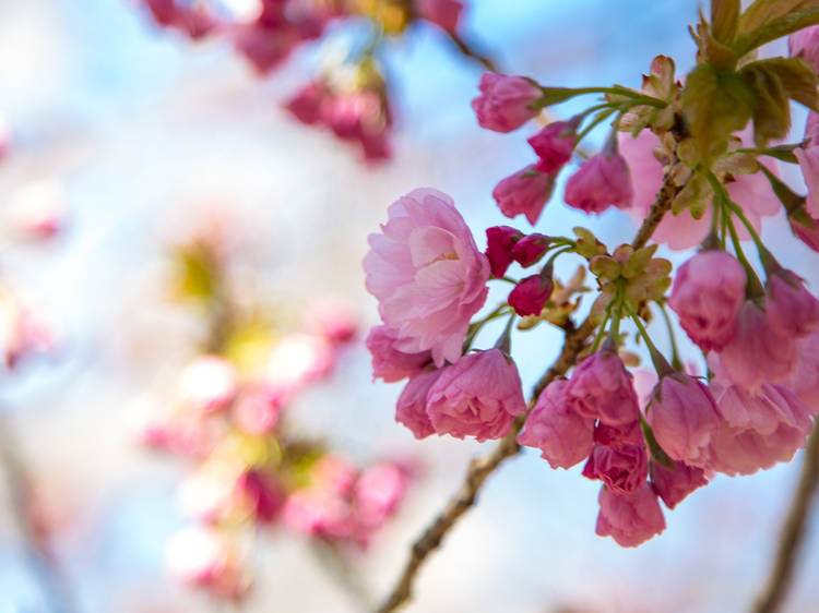 Snap photos with cherry blossoms