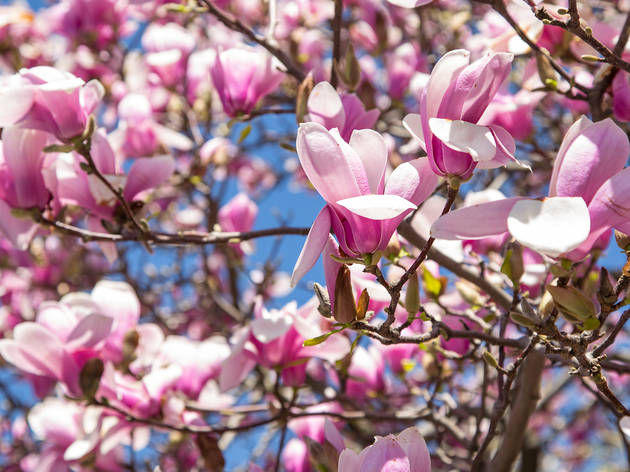 17 photos that prove NYC is basically a garden in bloom