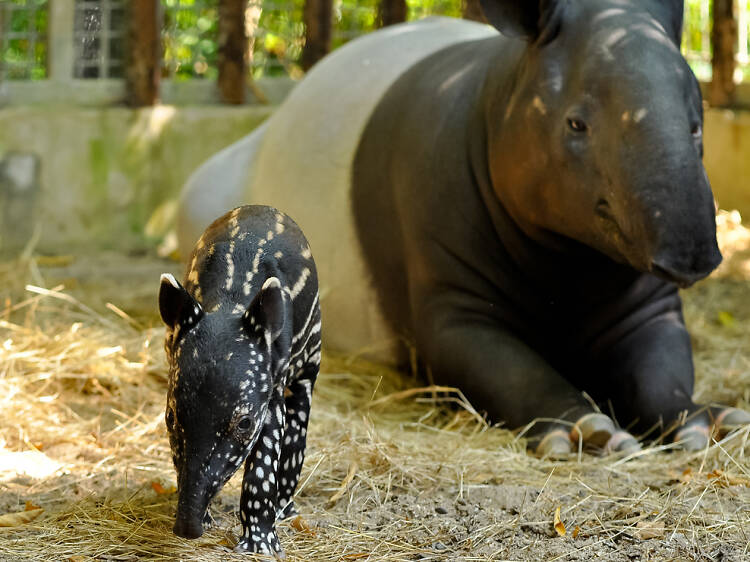 Malay Tapir Conservation Centre (MTCC)