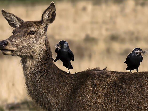Two birds sitting on a deer in Richmond Park. Two birds sitting on a deer in Richmond Park.