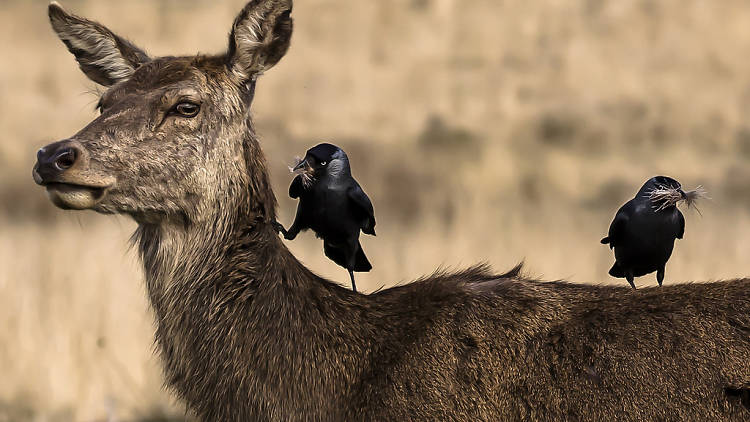 Two birds sitting on a deer in Richmond Park.