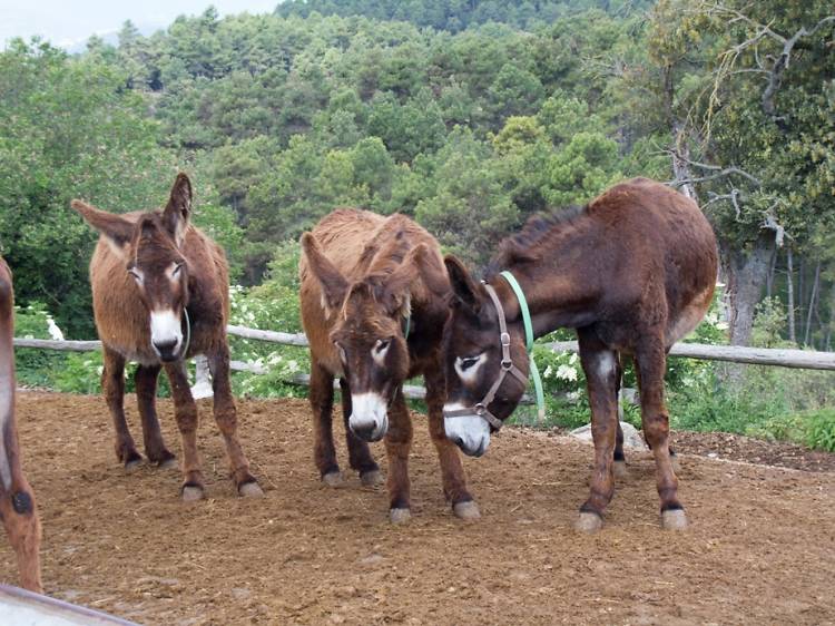 All the donkey breeds in the Peninsula