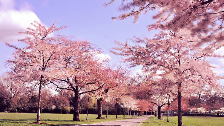 Cherry blossom in Battersea Park