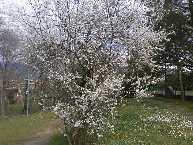 Arborètum Santa Maria de Palautordera Arborètum Santa Maria de Palautordera