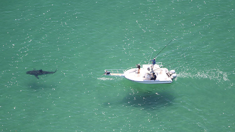 Great white shark stalking