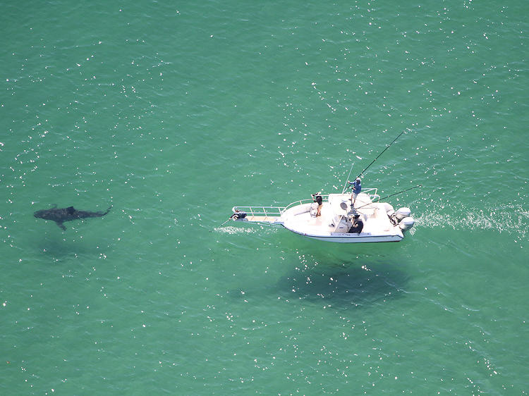 Great white shark stalking