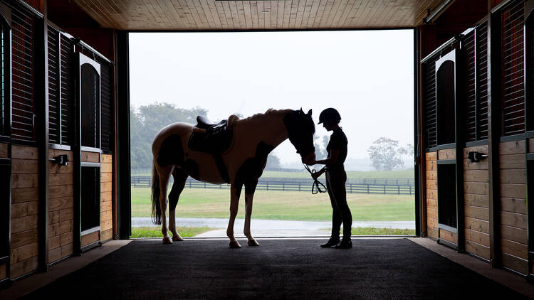 Equi-spective horse encounter