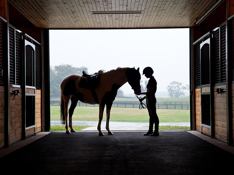 Equi-spective horse encounter