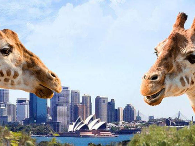 The ultimate guide to Sydney