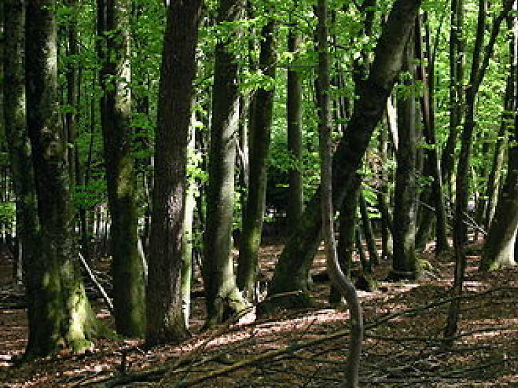 Associació Festival de Cinema i Video del Medi Ambient