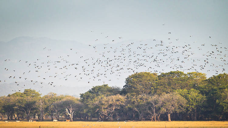 Kala Wewa is a lake in Anuradhapura 