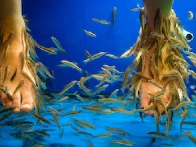 peixets peixets